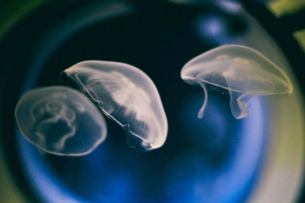 Aurelia 1+hz Photo- Hana Jošić