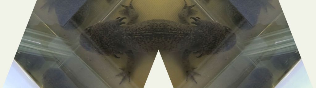 Piscis ludicrous _ Tranfix Gaze Lygophilia