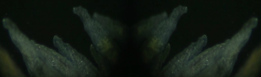 piscis-ludicrous-_-tranfix-gaze-lygophilia-05-3600x1080