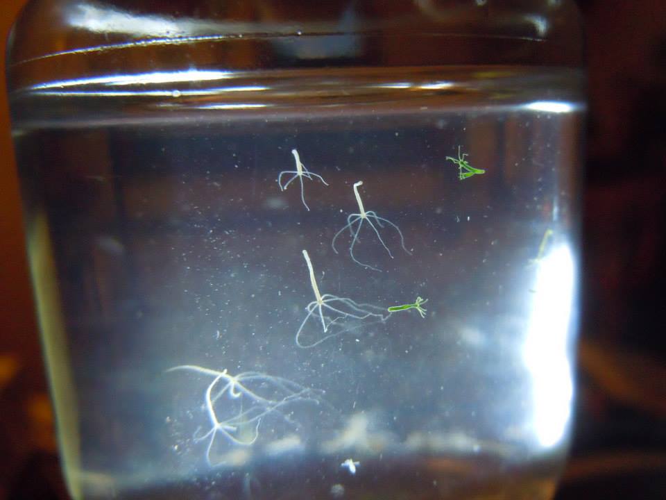 hydra : observations of the behavior