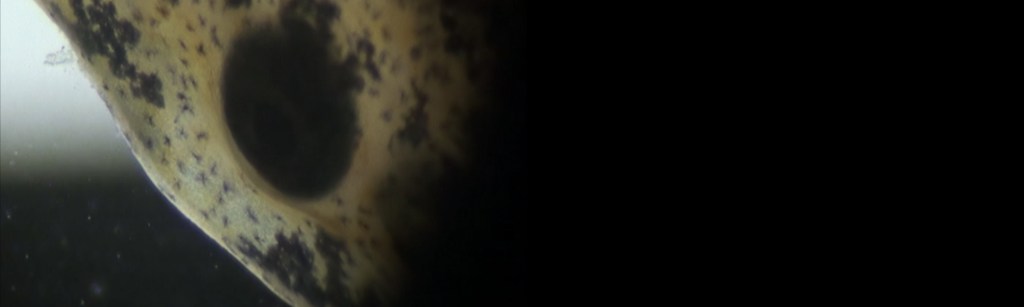 piscis-ludicrous-_-tranfix-gaze-lygophilia-12-3600x108000
